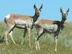 Pronghorn