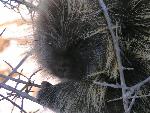 Porcupine