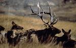 Elk