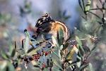Least Chipmunk