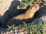 Prairie Dog