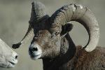 Bighorn Sheep