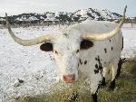 Longhorn Steer