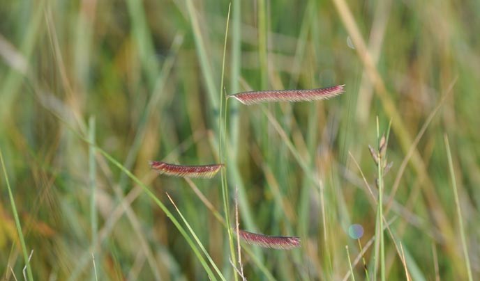 Close up of blue grama grass
