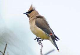 Cedar waxwing perched on a branch