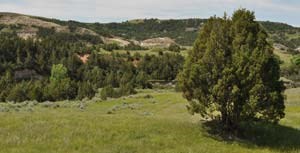 Juniper tree with forested slope in background