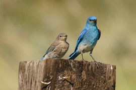 Two mountain bluebirds, the colorful male with the brown female