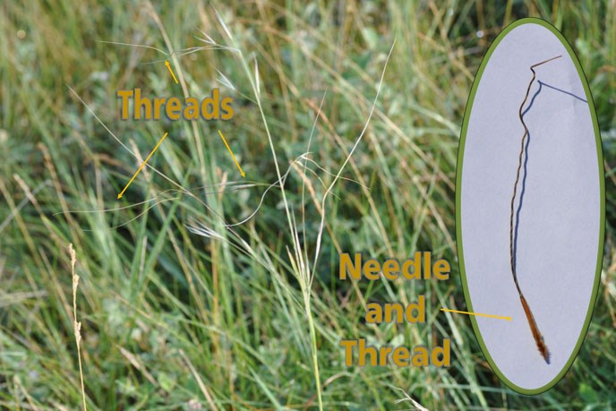 A close up of needle and thread grass
