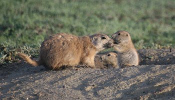 Prairie dogs kissing