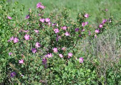 A large prairie rose bush