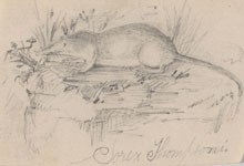 A sketch of a shrew by a young Theodore Roosevelt.