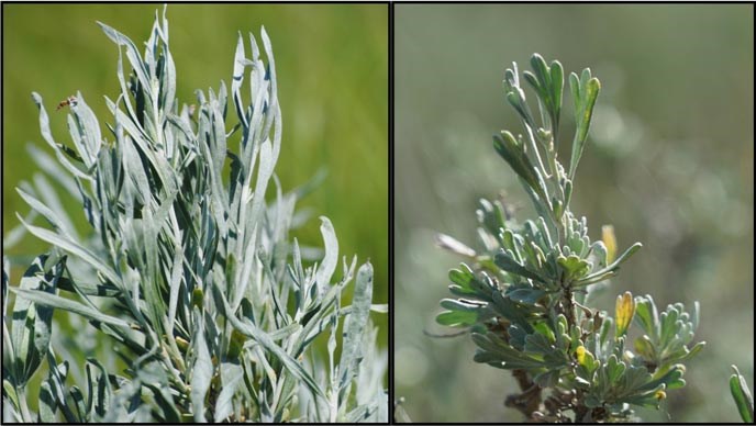 A close up view of silver sage and big sagebrush.