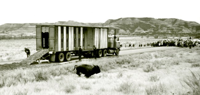 A bison runs out of an open truck into the grass; a large crowd of spectators watches from the background.