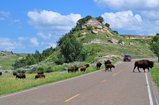 Several bison crossing a road while a red vehicle waits.