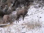 Bighorn Sheep