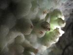 These cave formations, called aragonite crystals, have the mineral nickel in them, giving them a minty green coloration. 