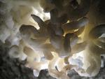 This bundle of intertwining, twisting cave formations were probably formed by capillary action. The mineral calcite is very pure white in these formations. 