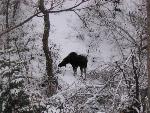 Moose