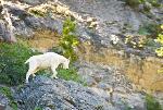 Mountain Goat