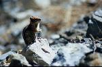 Golden Mantled Ground Squirrel