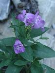 Blooming mid-season, these wonderful, purple Broadleaf Penstemons are found everywhere along the trail.