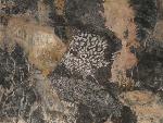 Coral Fossil 