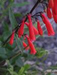 Firecracker Penstemons bloom early on and bring vibrant red to the monument.