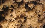 Frostwork is a form of aragonite (an unstable variation of calcite), and while beautiful, it is very delicate.