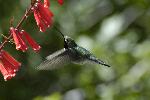 Black-chinned Hummingbird