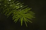 Douglas Fir can be found throughout the monument and canyon.  They are different in needle arangement as their needles point all directions.