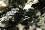 Common Sagebrush Lizard
