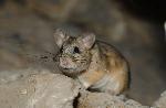 Pack Rat