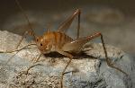 Caves Crickets have adapted to life in caves as noted by their lack of pigment, and long feeling antenna.