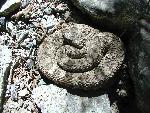 Great Basin Rattlesnake