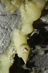 In cave formations made of calcite, the mineral nickel causes a lemon yellow color. 
