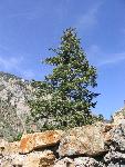 White Firs, like this one, are similiar in appearance to Douglas Firs, so check to see if the needles mainly point up.