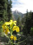 This yellow spring flower is a member of the mustard family.