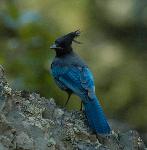 Steller's Jay