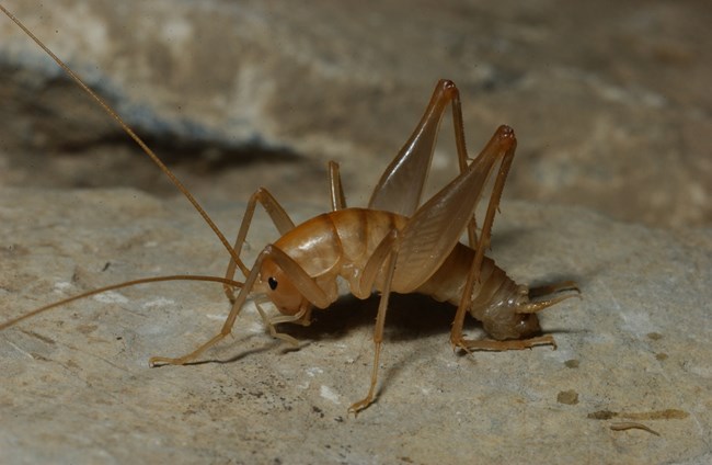 Close up a light brown cave cricket