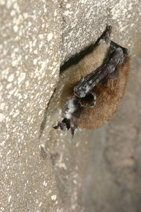 White-nose Syndrome, a fungus that forms a tell-tale white coating on the muzzle of bats is deadly to nearly all bats affected.  Photo by Al Hicks, NYSDEC.