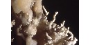 Helictite