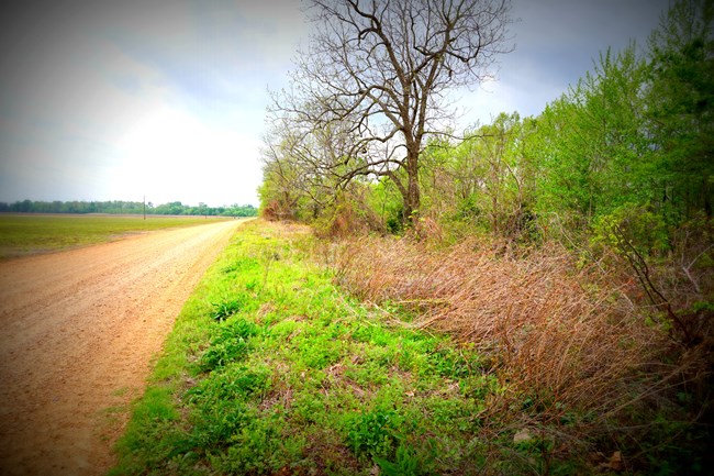 A gravel road with a field on the left and woods on the right.