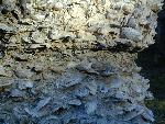 Close up picture of tabby wall