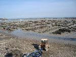 Oyster beds at low tide