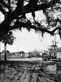 Historic image of oak tree branches, grounds, and slave cabins on Fort George Island