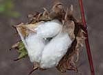 Image of sea island cotton bud. Background is out of focus