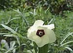 Image of okra bloom. Background is filled with plants