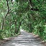 The Saturiwa Trail follows this road on Fort George Island.