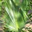 Palmetto frond