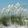 Cumberland Island National Seashore sand dune